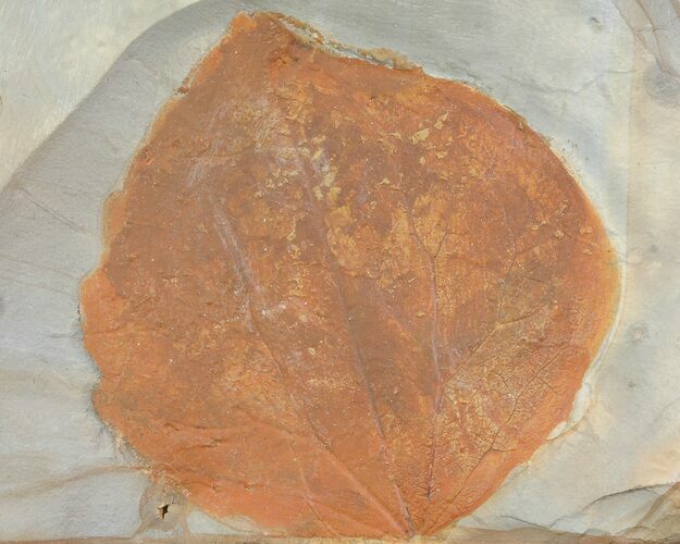 Detailed Fossil Leaf (Zizyphoides) - Montana #68302